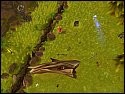 ���������� �������� Dragons Never Cry